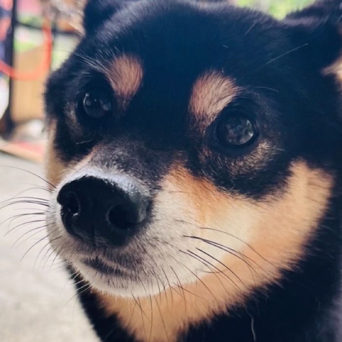 看板犬「おでんくん」の顔アップ