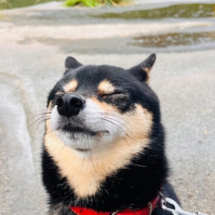 七絃の滝の前で気持ちよさそうな看板犬「おでんくん」